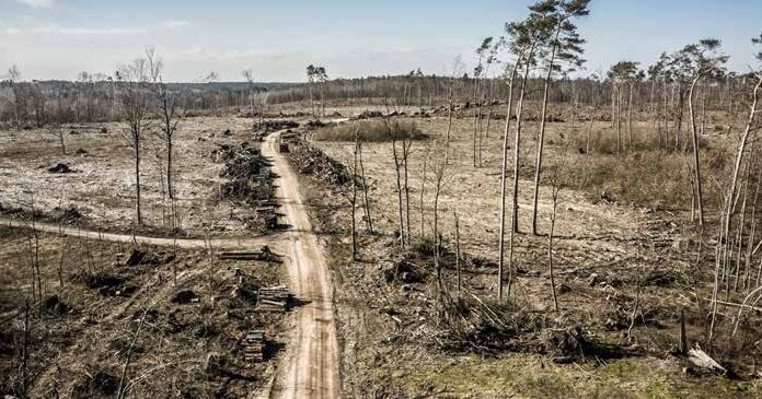 Dalla distruzione alla cura degli ecosistemi